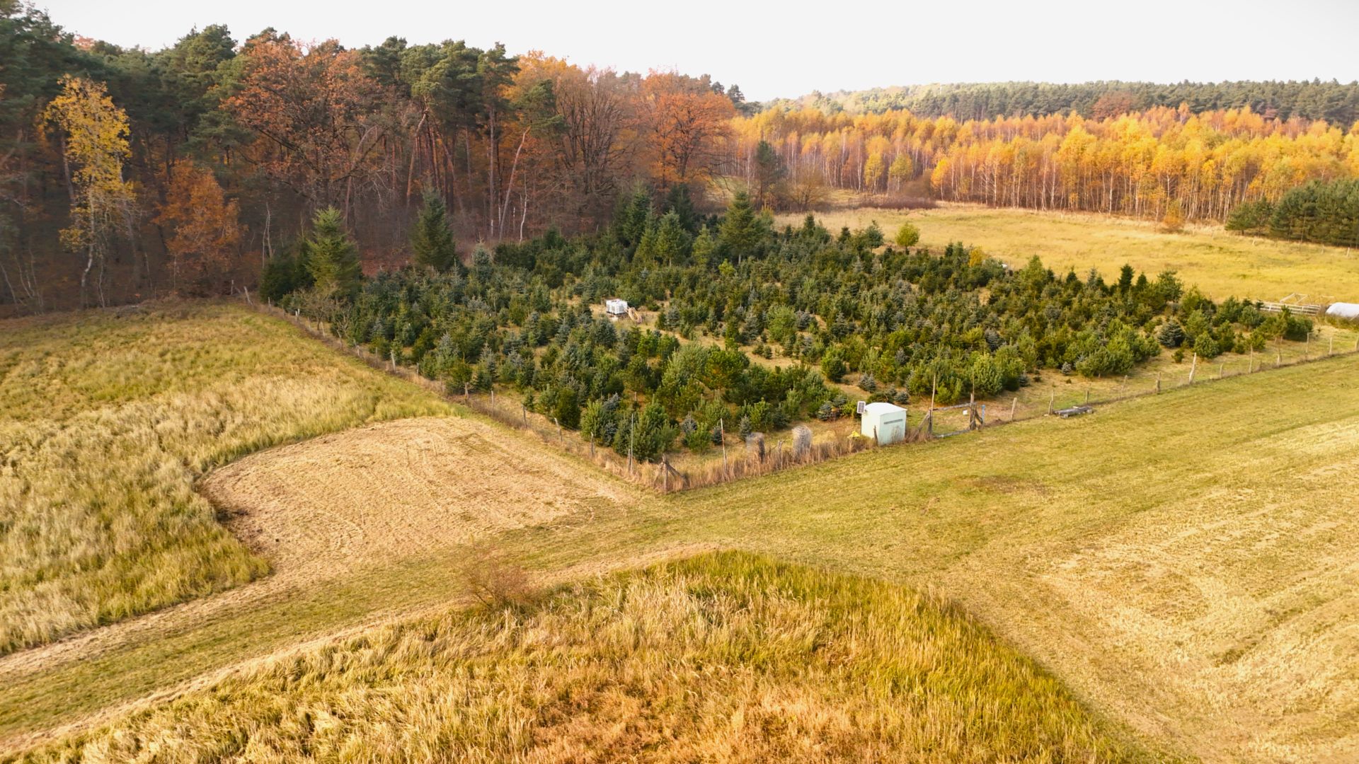 Weihnachtsbaum Plantage